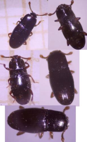 Cerylon sp.